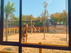 -西霞口神雕山野生动物世界