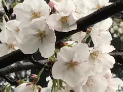 -武汉大学-樱园