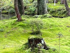 -西芳寺(苔寺)