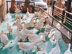 -大鹅岛绿色生态美食园