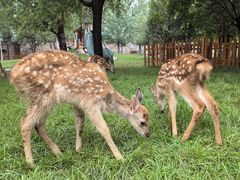 -北京鹿世界主题园