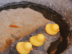 -大鱼徽州·寻味徽菜(星光总店)
