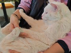 -平行世界·猫咖(首经贸店)