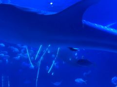 -烟台海昌鲸鲨海洋公园