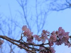 -杭州植物园