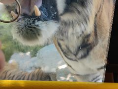 -栾川竹海野生动物园