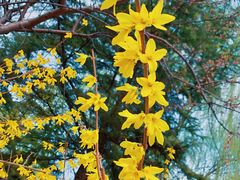 -大兴滨河森林公园