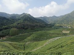 -龙坞茶村