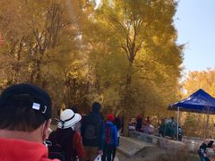 -金塔沙漠胡杨林景区