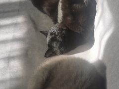 -纳吉亚猫专科动物诊疗中心(蒋宅口分院)