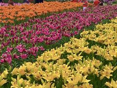 -径山花海