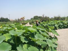 -天鹅湖生态旅游风景区