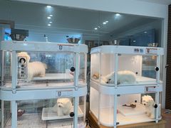 -翊宠yipet猫狗购宠庄园犬舍•猫舍