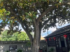 -黄海国家森林公园