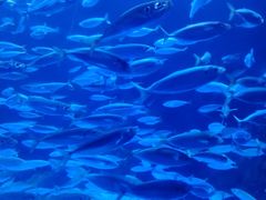 -太平洋海底世界