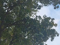-广州市白云山风景名胜区