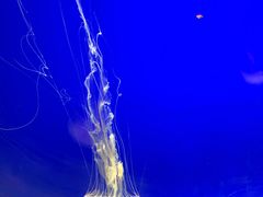 -上海海洋水族馆