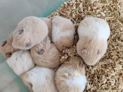 -怪兽屋·羊驼·猫咖·狗咖(俊华广场店)