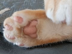 -平行世界·猫咖(首经贸店)