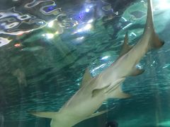 -悉尼海洋生物水族馆