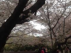 -武汉大学-樱园