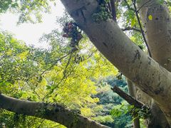 -羚羊峡古栈道森林公园