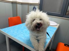 -伟伟宠物医院·CT影像中心·瑞派犬猫综合性门诊(汉口总院)