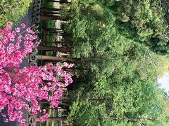 -东平国家森林公园