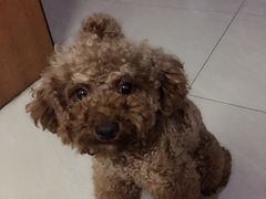 -米苏动物医院·犬猫专科·骨科外科内窥镜