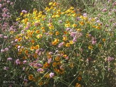 -紫海香堤香草艺术庄园