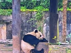 -中国大熊猫保护研究中心雅安碧峰峡基地