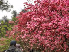 -木兰云雾山