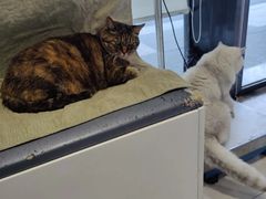 -关爱宠物医院·猫科中心·消化科(滨湖万达分院)