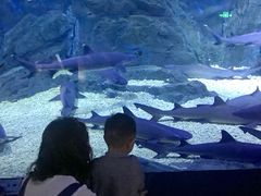 -烟台海昌鲸鲨海洋公园