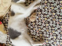 -喵zoo家庭繁育猫舍(尖东智能花园店)