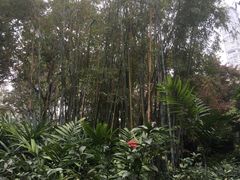 -九龙公园