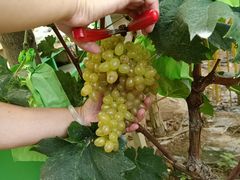 -庞各庄翠芳园西瓜蔬菜基地采摘园