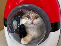 -瑞派康怡24h宠物医院·犬猫医疗中心·微创绝育(瑞景分院)