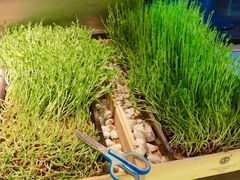 -夫妻肺片·中华老字号·正宗川菜(春熙路店)
