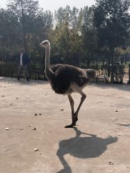 -上美四季动物农场