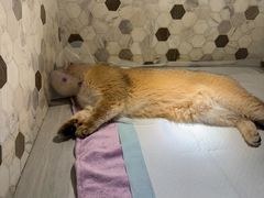 -宠爱国际动物医院·消化内科·心肾内科·ISFM猫友好(望京店)