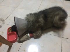 -佑安动物医院·全科·内窥镜中心(幸福巷店)