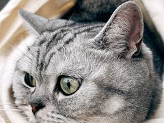 -达爱动物医院·犬猫分区·CT·复杂眼科(远洋山水分院)