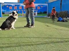 -宠物寄养训练学校
