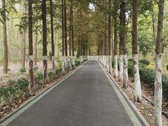 -合肥滨湖国家森林公园