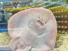 -上海海洋水族馆