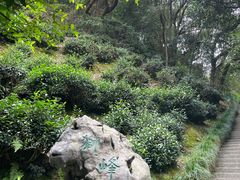 -十八棵（老龙井）御茶园(老龙井店)