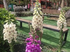 -广州白江湖森林公园