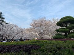 -武汉大学-樱园