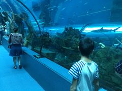 -乐从天佑城海洋馆